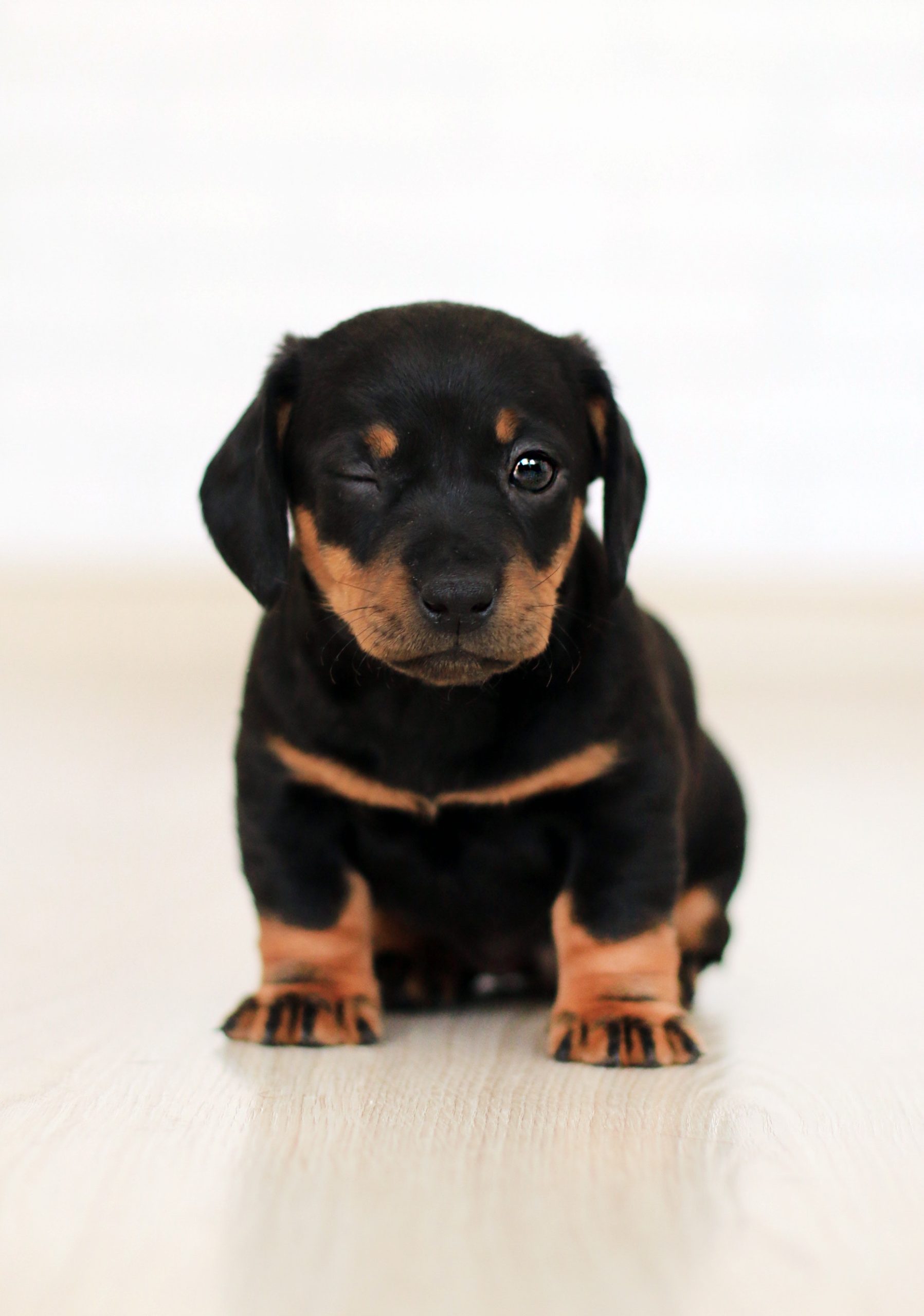 The Ultimate Guide to Training Your Puppy