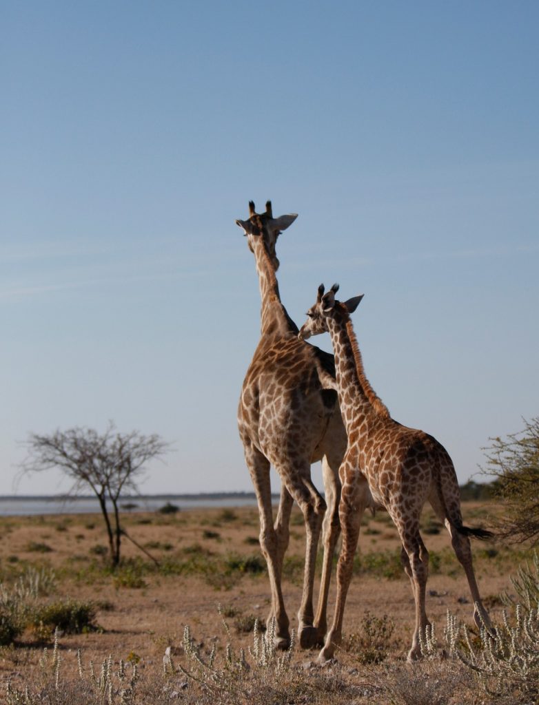 Tanzania luxury safari