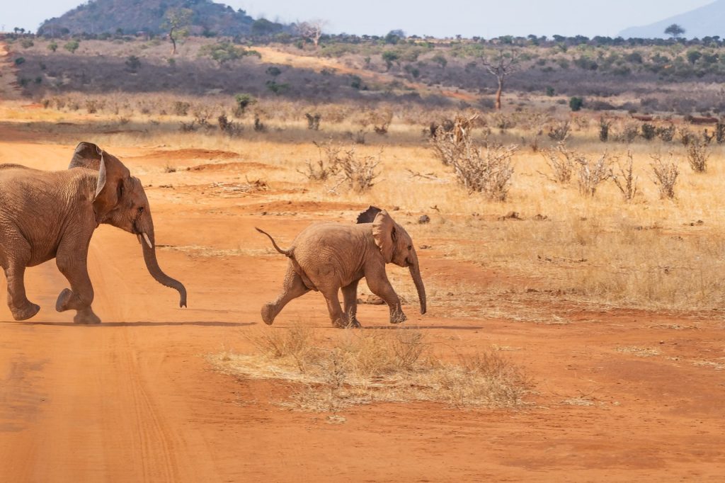 safari in Kenya and Tanzania